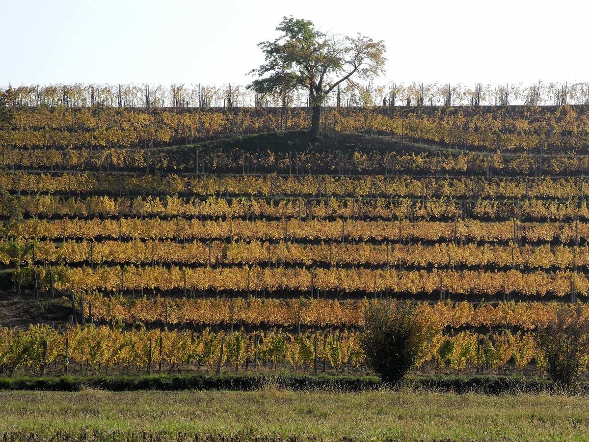 Villa Casali Del Picchio - Winery Cividale del Friuli Exterior foto